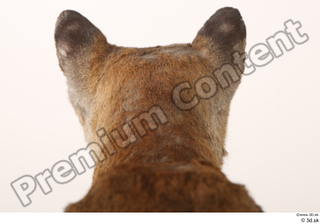 Asian golden cat Catopuma Temminckii head 0014.jpg